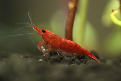 Red Sakura Garnele - Neocardina davidi Red Sakura Garnele - Neocardina davidi "Red"