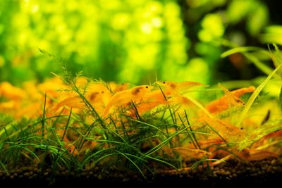 Orange Sakura - Neocaridina davidi Orange Sakura - Neocaridina davidi "Orange"