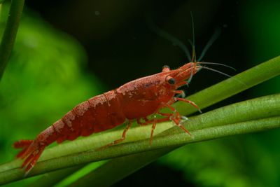 Red Fire Garnele - Neocardina davidi "Red"