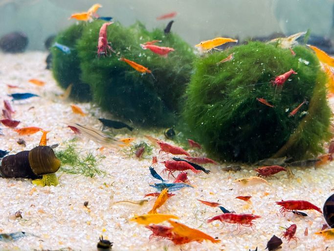 Garnelen MIX - Garde "B" - Neocaridina davidi  