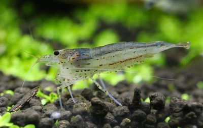Amanogarnele - Größe "M" -Caridina multidentata