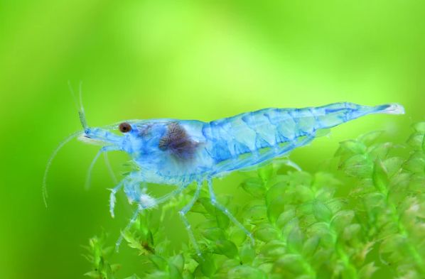 Blue Jelly Garnele - Neocaridina davidi