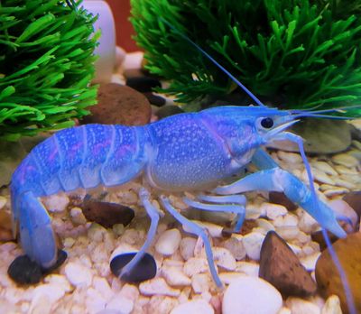 Blaue Floridakrebs - Procambarus alleni Blaue Floridakrebs - Procambarus alleni