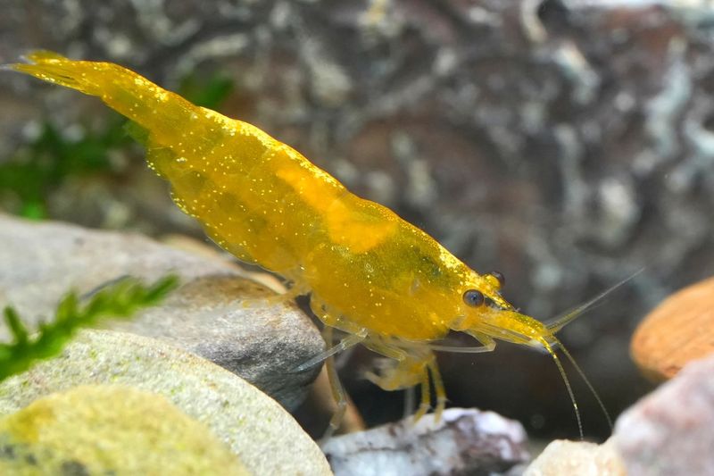 Yellow Fire Garnele - Gelbe Garnele - Neocaridina davidi "Yellow "