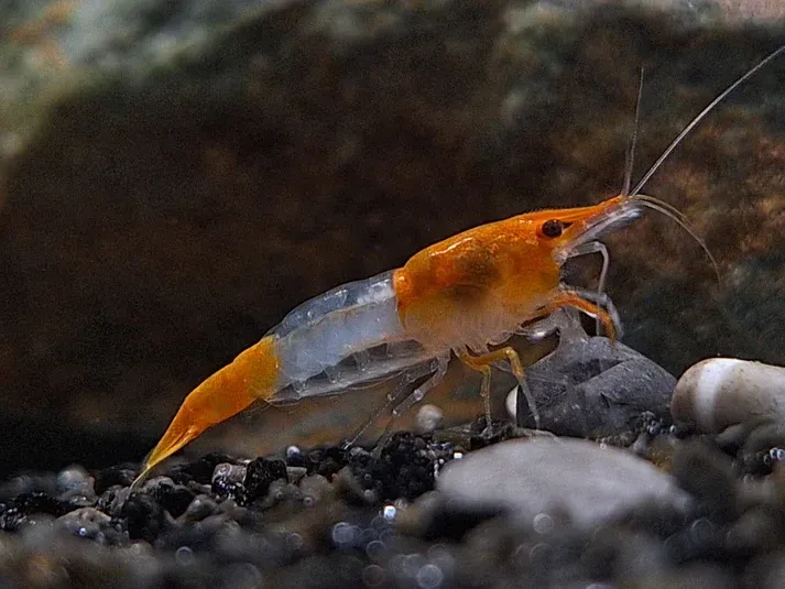 orange Rili Garnele, Neocaridina davidi orange Rili Garnele, Neocaridina davidi "orange Rili"