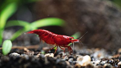 200 St. Bloody Mary Garnele - Neocaridina davidi 200 St. Bloody Mary Garnele - Neocaridina davidi