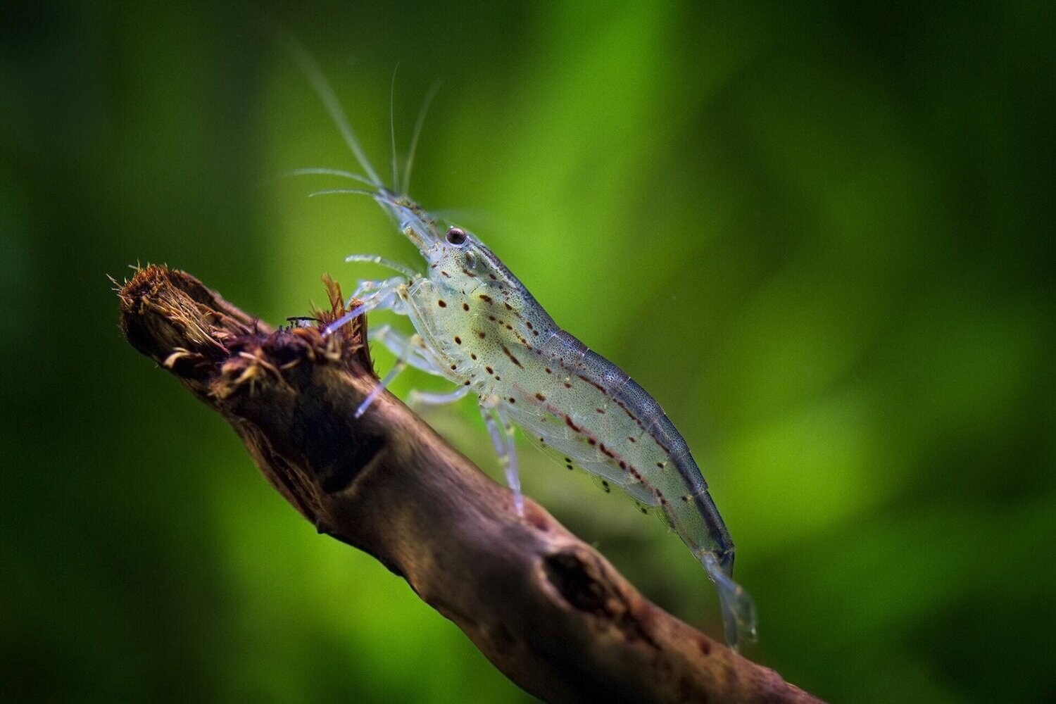 200x Amanogarnele Größe: S - Caridina multidentata
