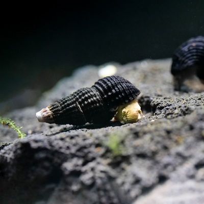 mini Tylomelania mini Tylomelania