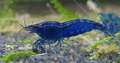 200 St. Blue Dream Garnele - Neocaridina davidi 200 St. Blue Dream Garnele - Neocaridina davidi