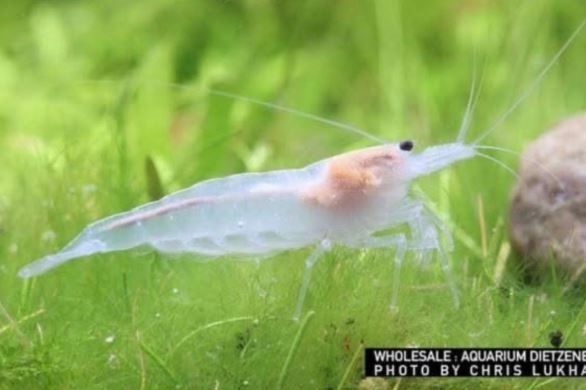 Snow Amanogarnele - Caridina multidentata  "snow"