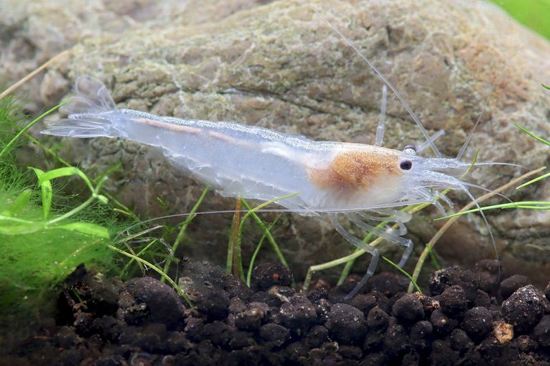 Snow Amanogarnele - Caridina multidentata Snow Amanogarnele - Caridina multidentata "snow"