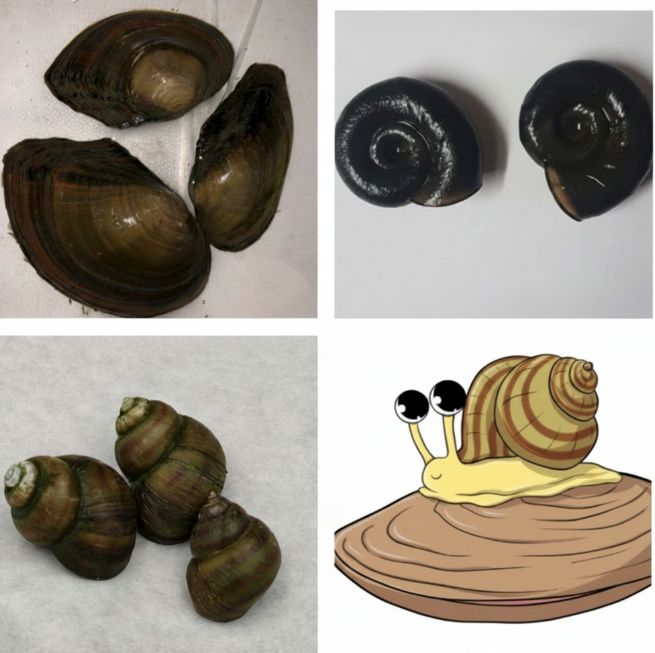 10 Teichmuscheln & 20 gemischte Teichschecken