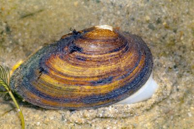 Jumbo Teichmuscheln 13-18cm Jumbo Teichmuscheln 13-18cm