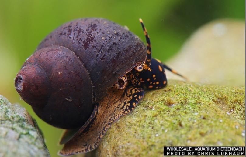 Blue Berry Snail - Notopala sp. - Viviparus sp.