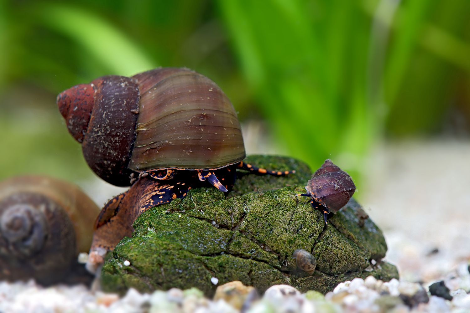 Blue Berry Snail - Notopala sp. - Viviparus sp.