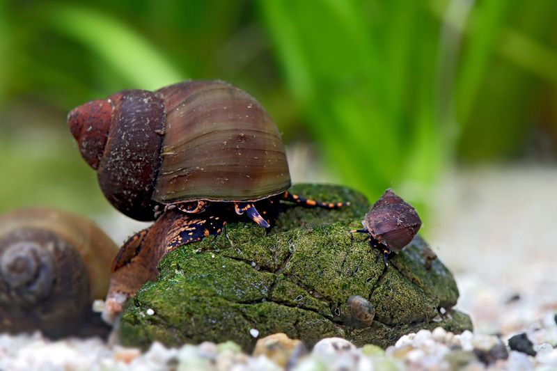 Blue Berry Snail - Notopala sp. - Viviparus sp. Blue Berry Snail - Notopala sp. - Viviparus sp.