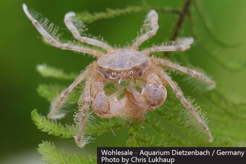 Thai Mikrokrabbe (Limnopilos naiyanetri)