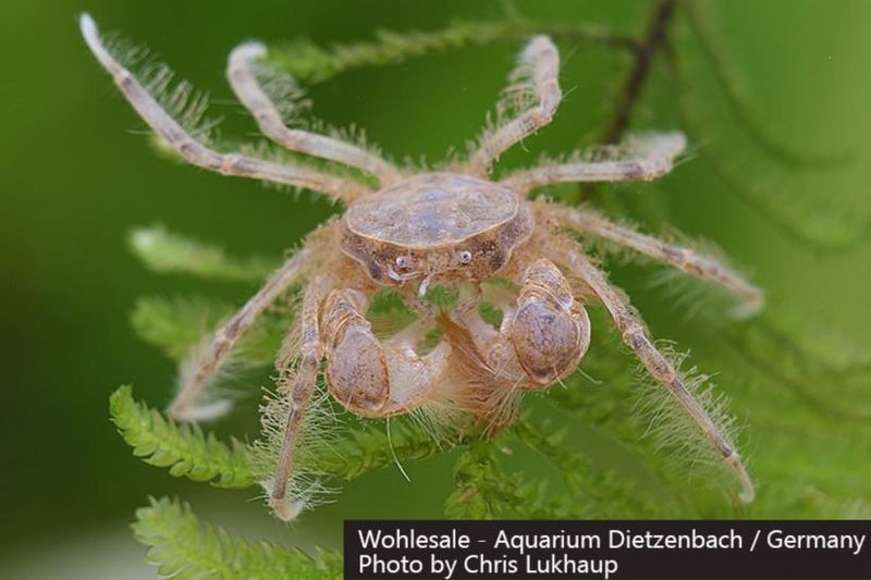 Thai Mikrokrabbe (Limnopilos naiyanetri)