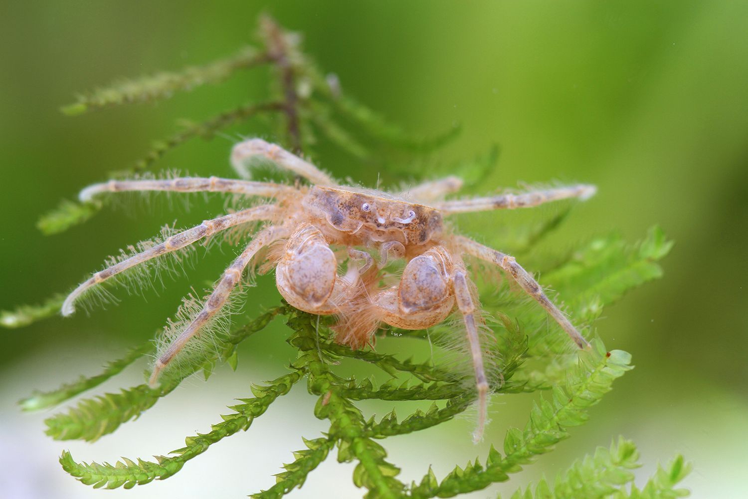 Thai Mikrokrabbe (Limnopilos naiyanetri) Thai Mikrokrabbe (Limnopilos naiyanetri)
