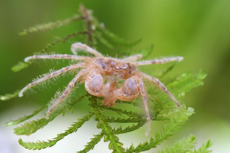Thai Mikrokrabbe (Limnopilos naiyanetri)