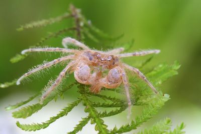 Microkrabbe - Limnopilos naiyanetri Microkrabbe - Limnopilos naiyanetri