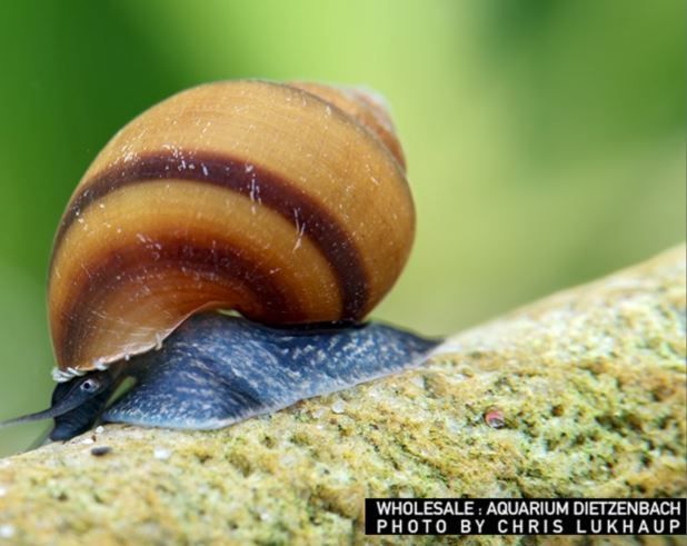Blue Jelly Schnecke - Taia sp. - Pianoschneckenart
