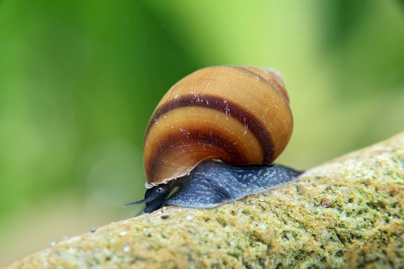Blue Jelly Schnecke - Taia sp. - Pianoschneckenart Blue Jelly Schnecke - Taia sp. - Pianoschneckenart