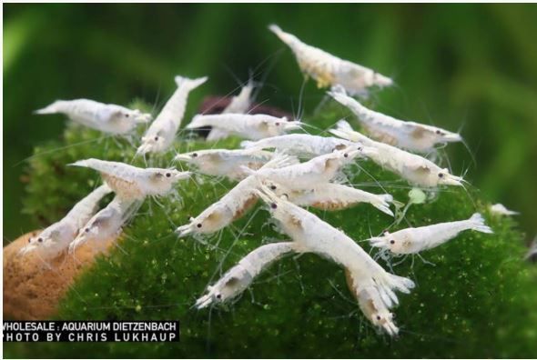 Snowstorm Zwerggarnele - Neocaridina palmata