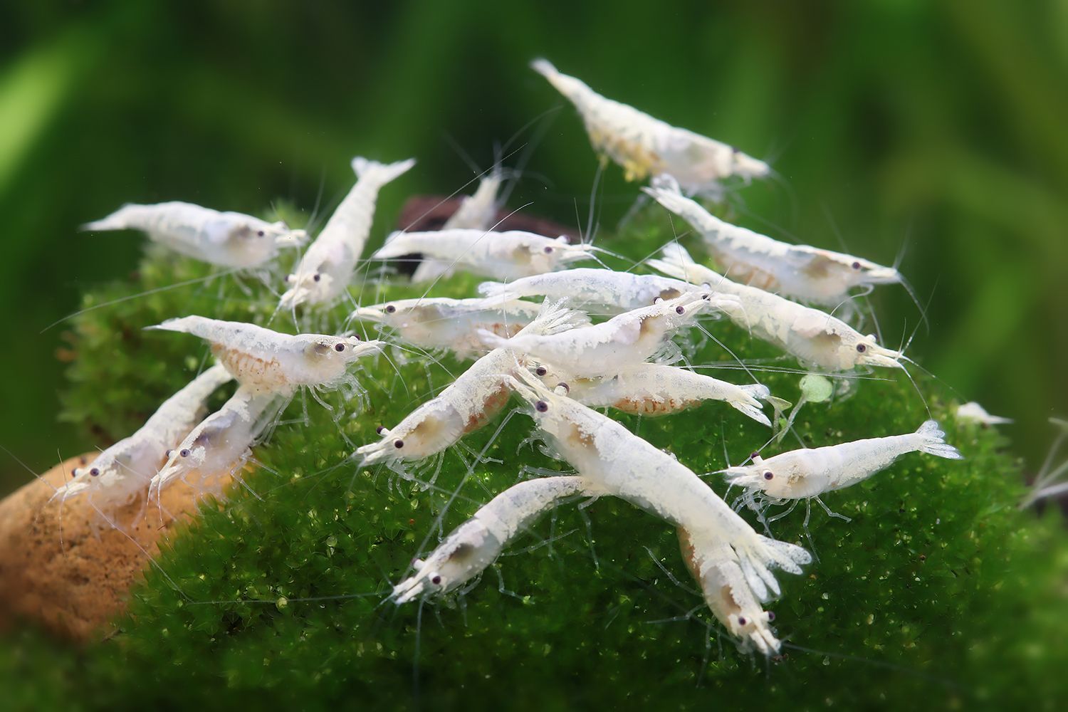 Snowstorm Zwerggarnele - Neocaridina palmata