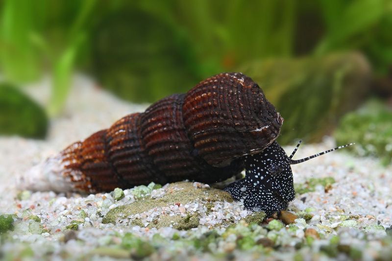 Weiße Perlhuhn Turmdeckelschnecke - Tylomelanie patriachalis Weiße Perlhuhn Turmdeckelschnecke - Tylomelanie patriachalis