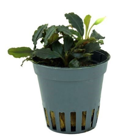 Bucephalandra „Blue Green“