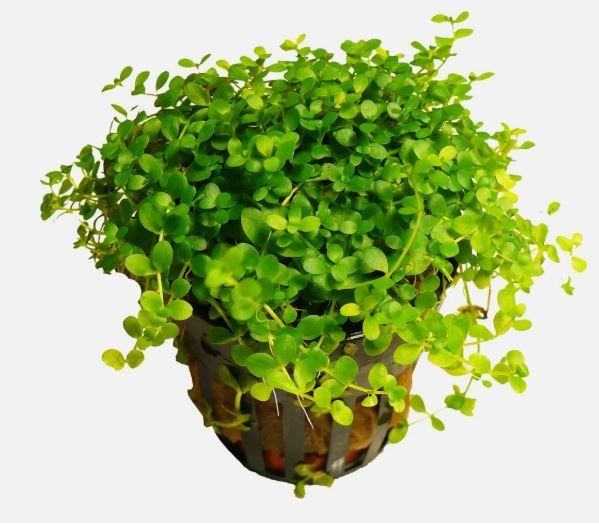 Monte Carlo Perlenkraut – Micranthemum tweediei „Monte Carlo“