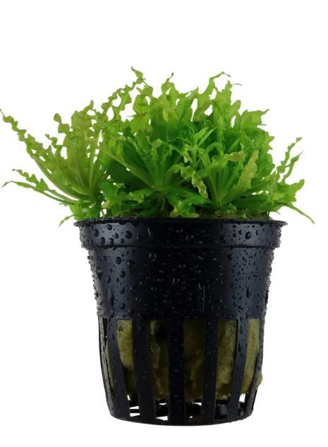 Pogostemon helferi - kleiner Wasserstern