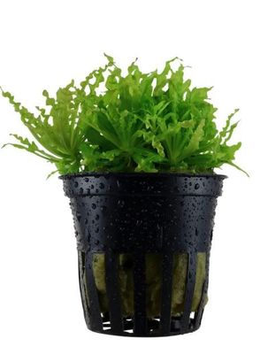 Pogostemon helferi - kleiner Wasserstern Pogostemon helferi - kleiner Wasserstern
