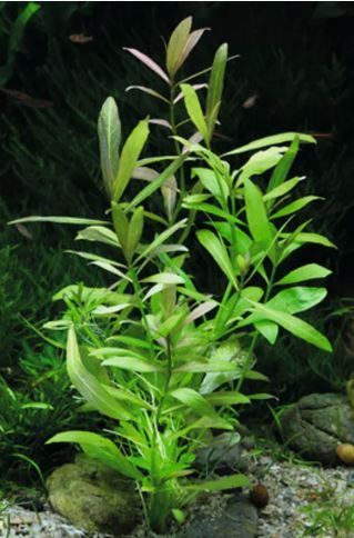 Hygrophila polysperma - Indischer Wasserfreund Hygrophila polysperma - Indischer Wasserfreund