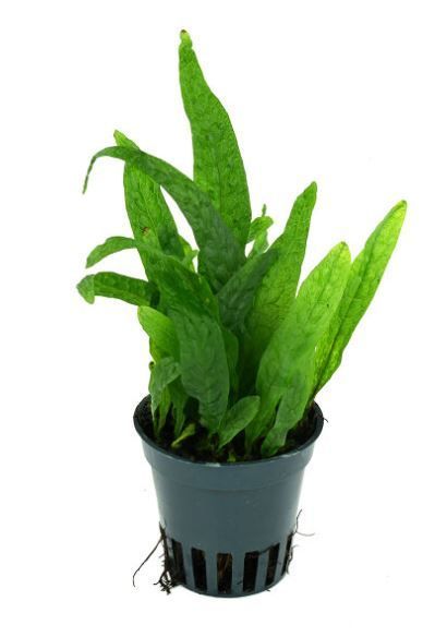 Microsorum mini - kleinwüchsiger Javafarn Microsorum mini - kleinwüchsiger Javafarn