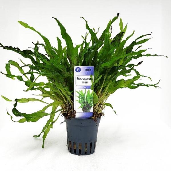 Microsorum mini - kleinwüchsiger Javafarn Microsorum mini - kleinwüchsiger Javafarn