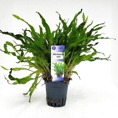 Microsorum mini - kleinwüchsiger Javafarn Microsorum mini - kleinwüchsiger Javafarn