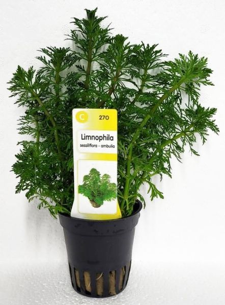 Limnophila sessiliflora – Blütenstielloser Sumpffreund