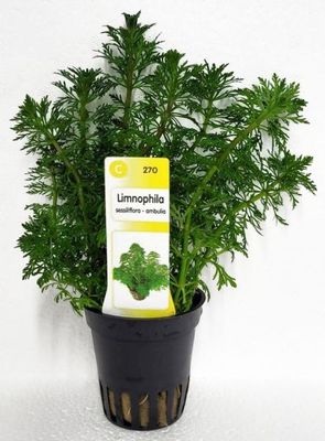 Limnophila sessiliflora – Blütenstielloser Sumpffreund Limnophila sessiliflora – Blütenstielloser Sumpffreund