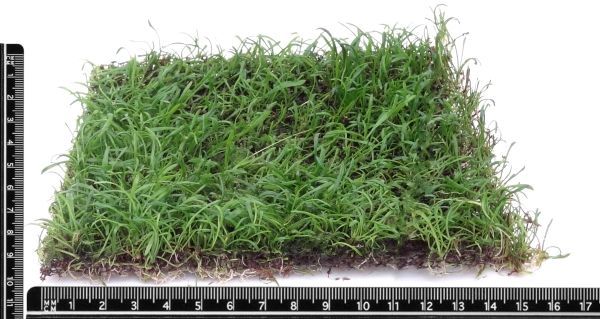 Lilaeopsis novae-zelandiae (Syn.: L. brasiliensis) Epaqmat 10x15 cm