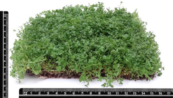 Micranthemum Monte Carlo - Perlenkraut - Epaqmat S 10x15 cm Micranthemum Monte Carlo - Perlenkraut - Epaqmat S 10x15 cm