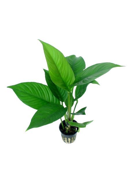 Anubias heterophylla - Topf verschiedenblättriges Speerblatt Anubias heterophylla - Topf verschiedenblättriges Speerblatt