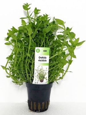 Gratiola viscidula Gratiola viscidula