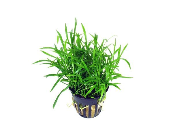 Neuseelandgras - Lilaeopsis novae zelandiae Neuseelandgras - Lilaeopsis novae zelandiae