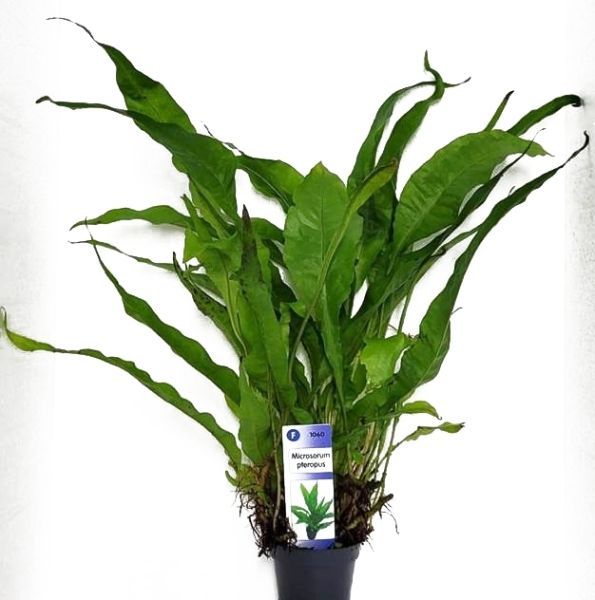 ​Microsorum pteropus (Javafarn)