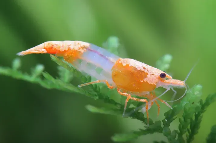 Orange Rili Volcano Garnele - Neocaridina davidi Orange Rili Volcano Garnele - Neocaridina davidi