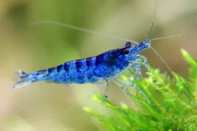 Blue Zebra Garnele - Neocaridina davidi Blue Zebra Garnele - Neocaridina davidi