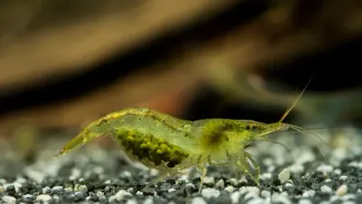 Zwerggarnele - Caridina cf. babaulti Zwerggarnele - Caridina cf. babaulti "Green"