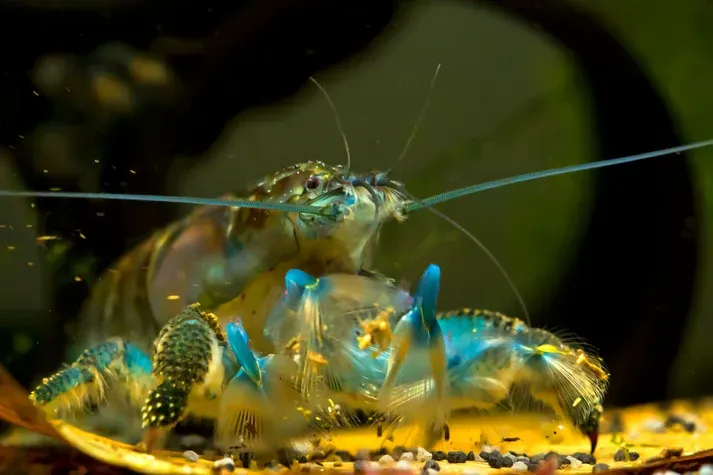Atya gabonensis Blaue Monsterfächergarnele XL